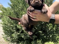 Irk garantili labrador retriever yavrular