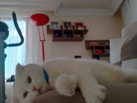 Acil yuva arıyoruz scottish fold