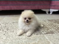 2 aylık erkek pomeranian