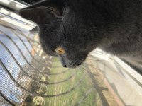 2 yaşında Dişi British Shorthair