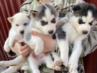 Orijinal sibirya kurdu husky bebekler
