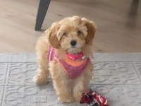 Güzel kızımız KAJU MALTİPOO