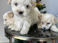 Maltese terriyer köpekler