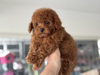 Petmode köpek çiftliğinden tea cup kore poodle
