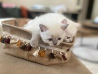 Blue point british shorthair