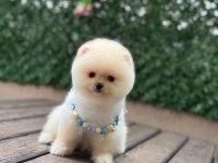 Show Kalite Pomeranian Boo Yavrular
