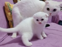 Seceresi Temiz ve Kaliteli Scottish fold yavrular