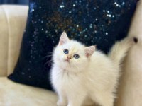 A Kalite Safkan British Shorthair Goldenpoint Dişi