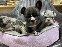 Erkek dişi french Bulldog köpekler