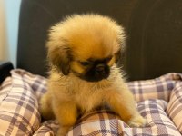 Emperyal Pekingesse