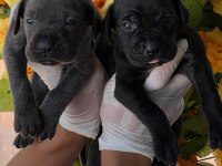 Cane Corso yavrularımız büyüdü