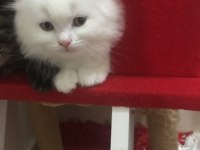 Pamuk babasının british longhair yavruları
