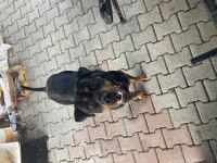 1.5 Yaşında Erkek Safkan Rottweiler