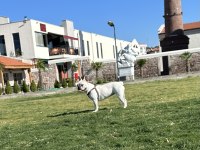Sağlıklı,ırk garantili French Bulldog yavrusu