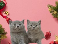 Sevimli British shorthair kedisib