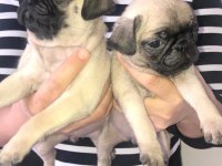 Pug bebişler