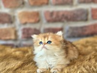 British longhair