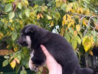 Safkan Shiba Inu Yavruları Sevimli Tilki Suratlar