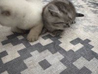 Evcil yavru british shorthair