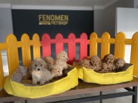 Maltipoo Yavrular Çeşit Çeşit Yavrular Mağazamıda Görün