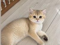 Golden British Shorthair Dişi Aile Arıyor