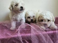 Maltipoo bebişler