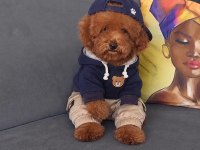 Toy Poodle Erkek Yavru Kedimiz