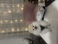 Pomeranian boo ayı surat