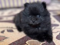 4 AYLIK ERKEK POMERANİAN YAVRULARIMIZ