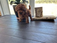 Boy kilo garantili teacup erkek poodle