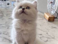 British longhair erkek yavru