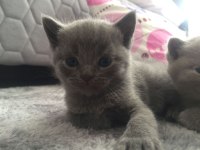 Scottish fold yavrular