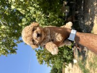 Orijinal Maltipoo köpeği yavrular