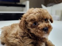 500 gram micro teacup yavruları orjinal ve safkan poodle