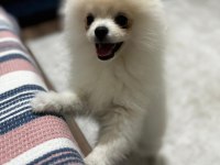 5 aylık aşılar tam erkek eğitimli pomeranian
