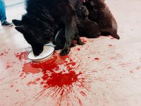 Siyah alman çoban köpeği