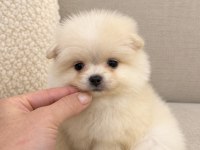 POMERANİAN BOO MİNİ BOY ERKEK