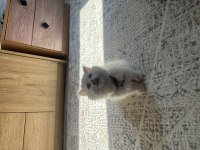 Oyuncu ve Sevecen Scottish Longhair Yavru