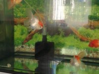 Oranda yavruları