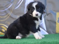 Safkan border collie ırk garantili yavrular
