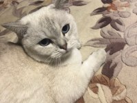 1 yaşında dişi british shorthair kızımız