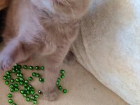 FISTILİNKO KEDİMİZ