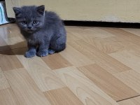 British Shorthair Dişi Yavrumuz