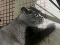 British shorthair 4 yaşında
