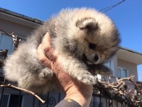 Pomeranian Boo Yavrular