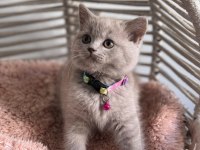 A kalite ayıcık british shorthair yavrular