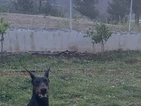 2 yaşında üretim izinli şecereli dişi doberman arayanlara