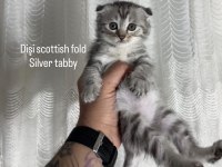 AİLEYE UYGUN BEBEK KEDİLER