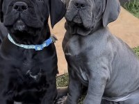 Cane Corsolar