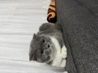 2 yaşında scottish fold